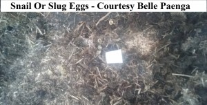 snail or slug eggs Belle Paenga                  